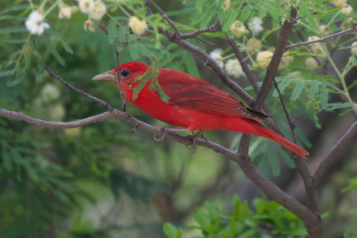 Summer Tanager - ML641055634