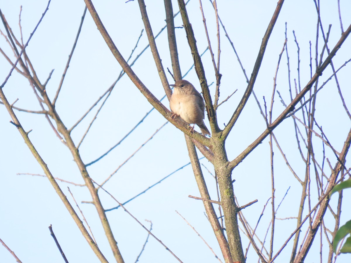 Northern House Wren - ML641055644