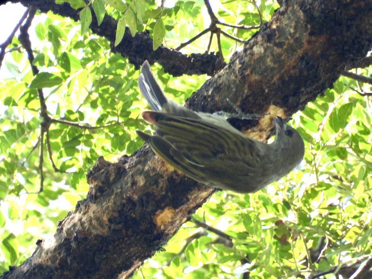Lesser Honeyguide - ML641055658