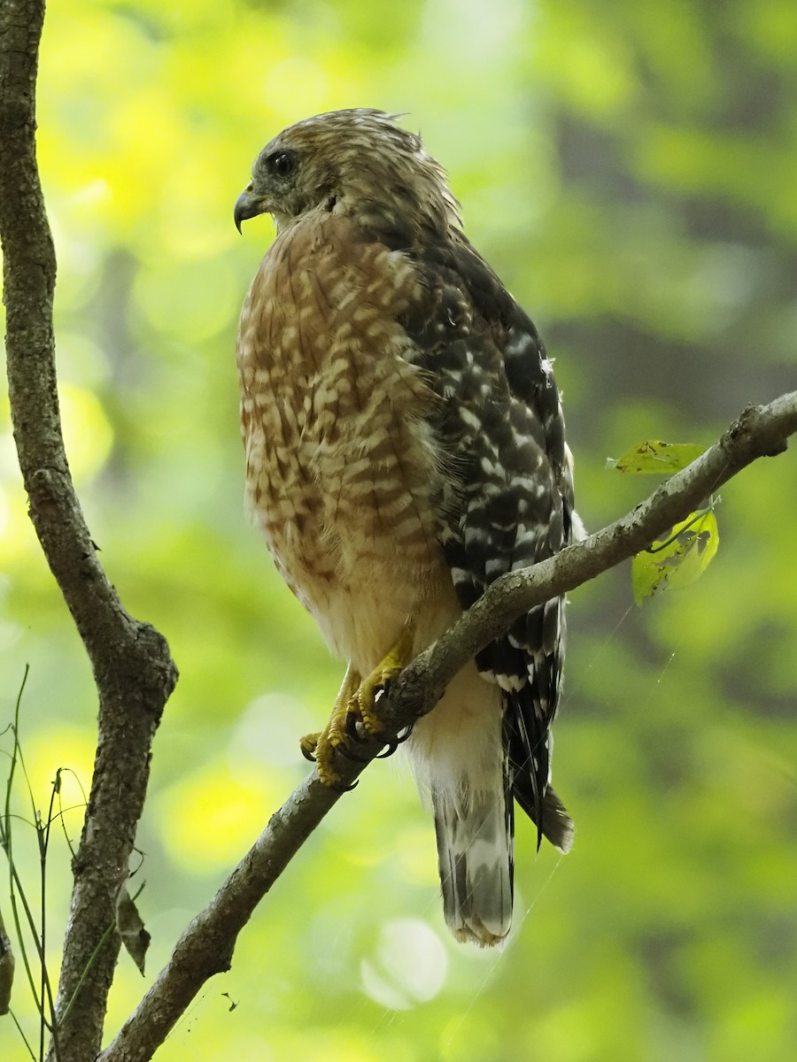 Red-shouldered Hawk - ML641055659