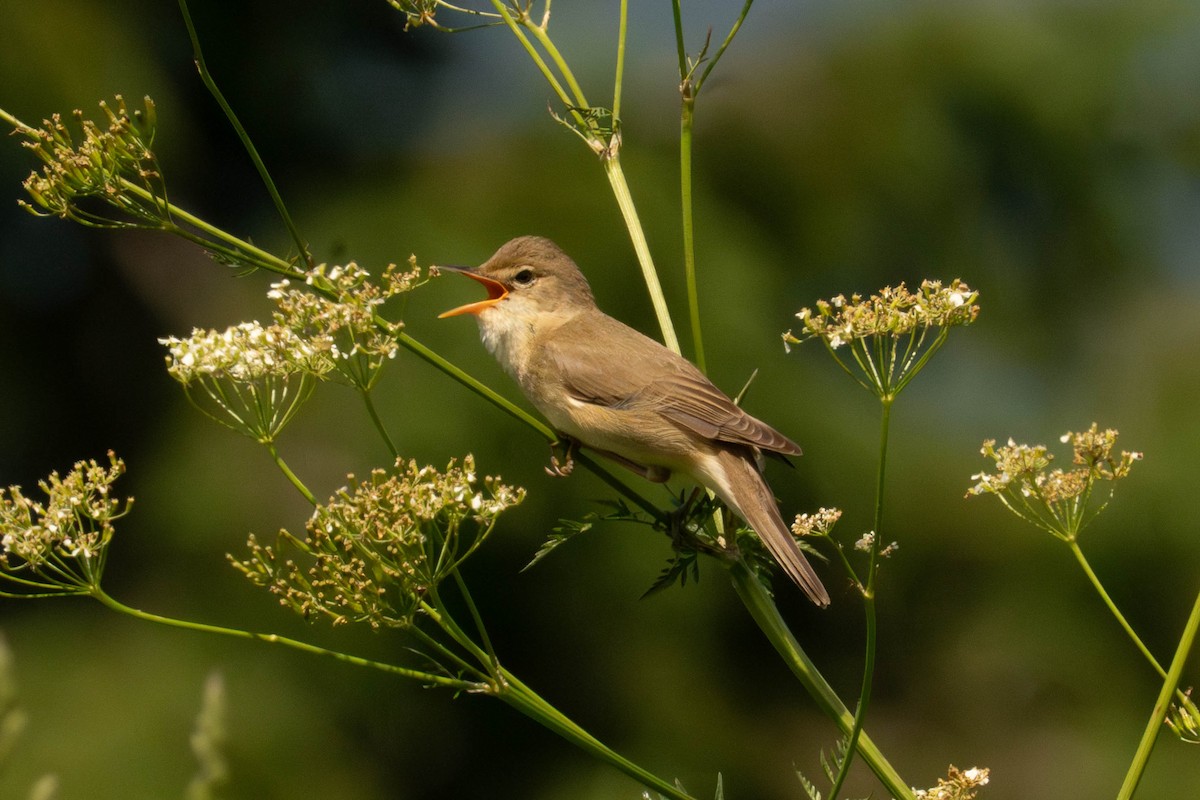 Marsh Warbler - ML641055666