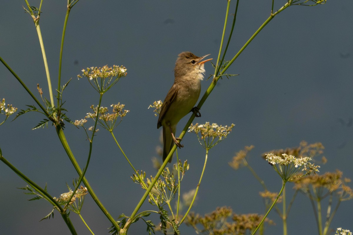 Marsh Warbler - ML641055667