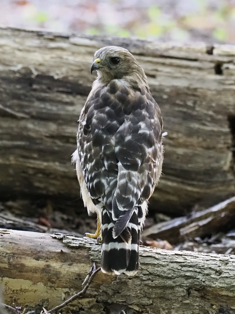 Red-shouldered Hawk - ML641055670