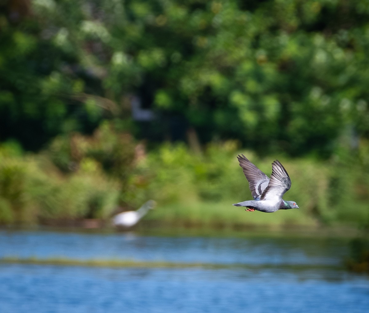 Rock Pigeon (Feral Pigeon) - ML641055689