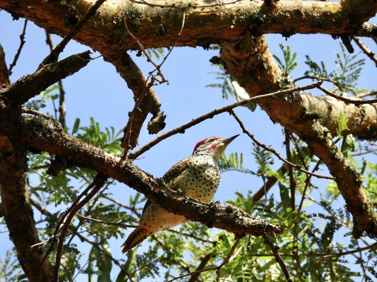 Nubian Woodpecker - ML641055690
