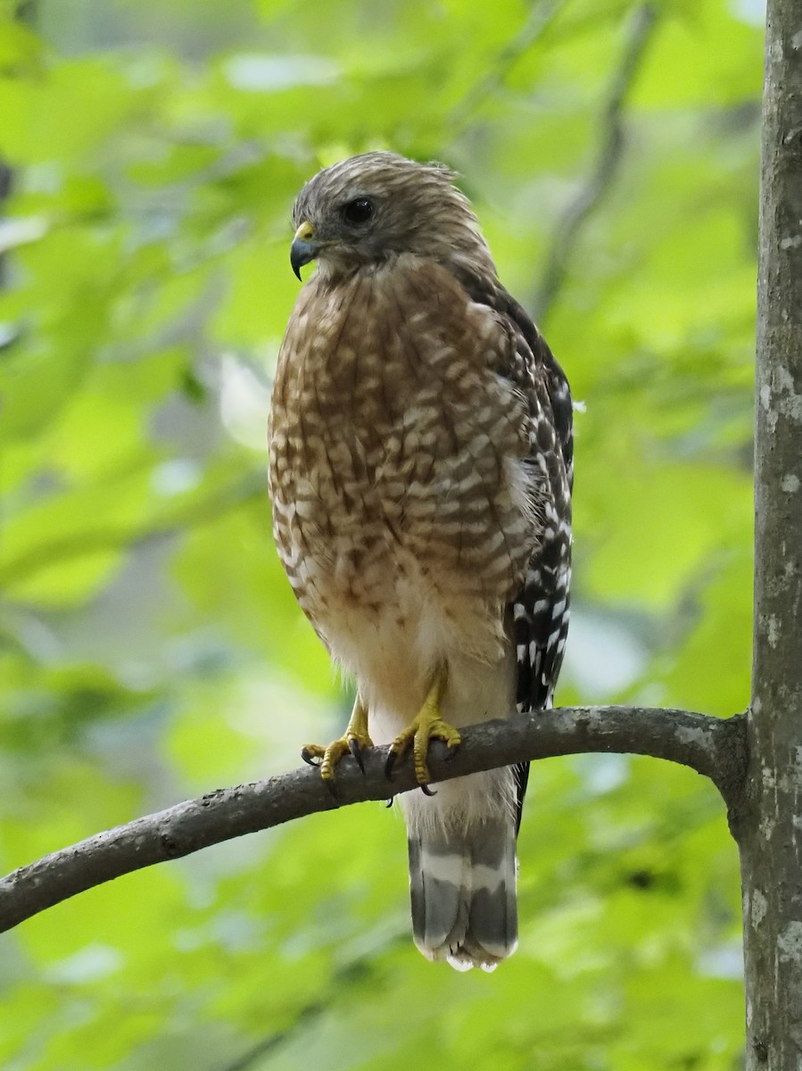 Red-shouldered Hawk - ML641055694