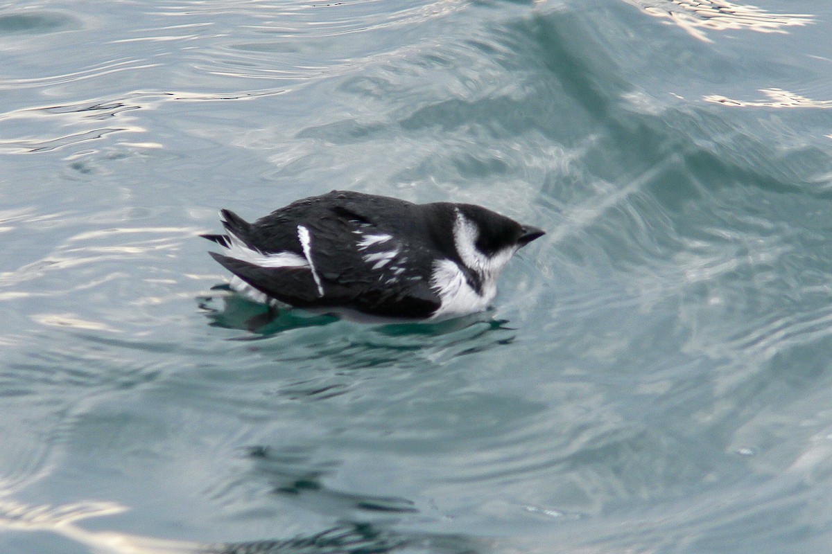 Dovekie - ML641055695