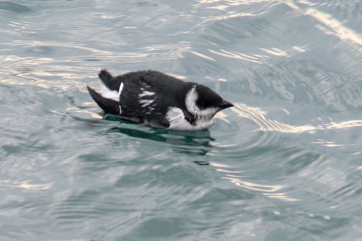 Dovekie - ML641055696