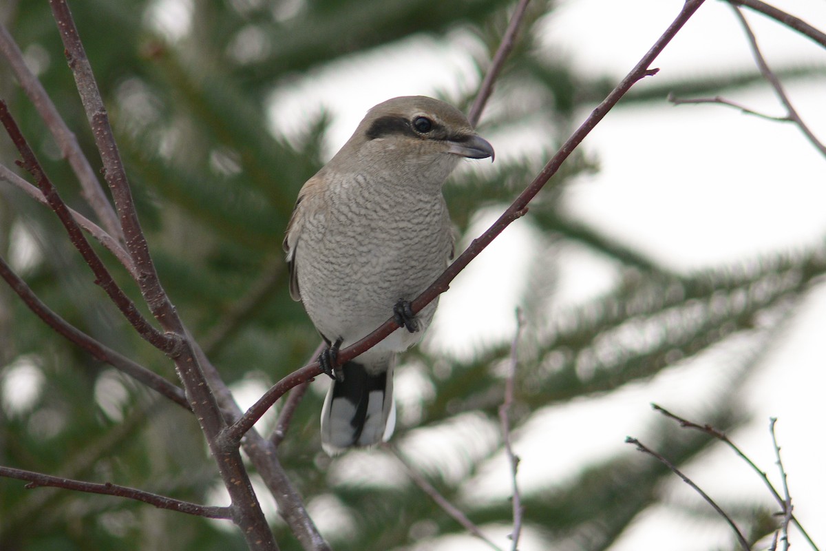 Antzandobi boreala - ML641055697