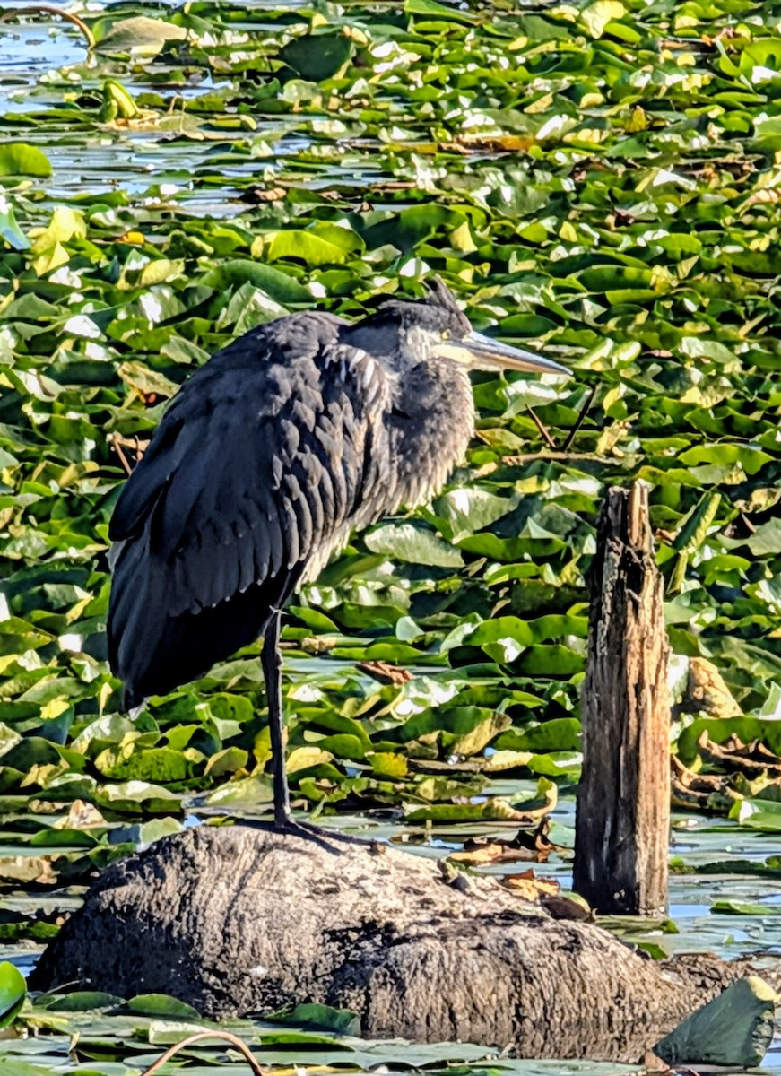 Great Blue Heron - ML641055735