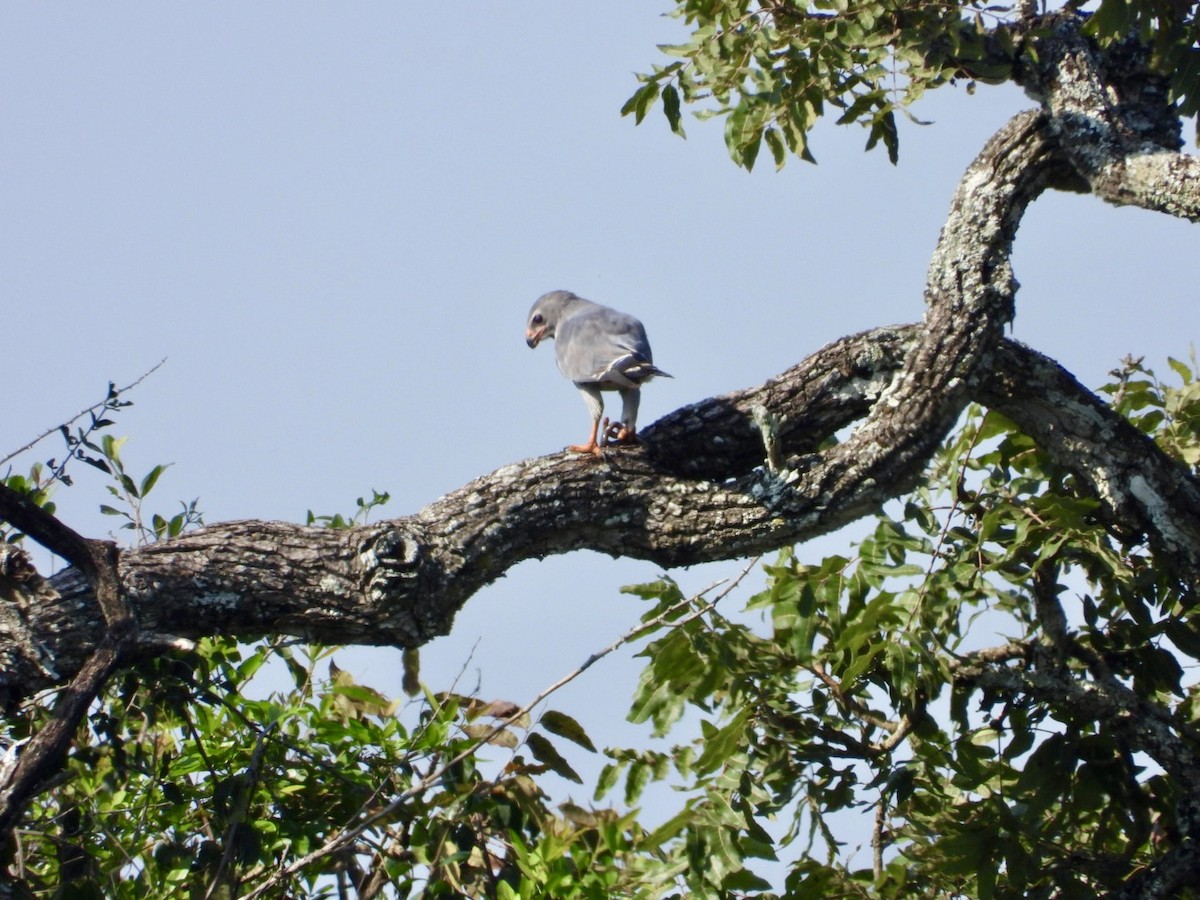 Lizard Buzzard - ML641055772
