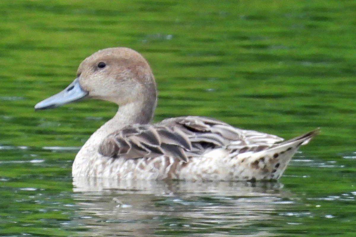 Northern Pintail - ML641055783