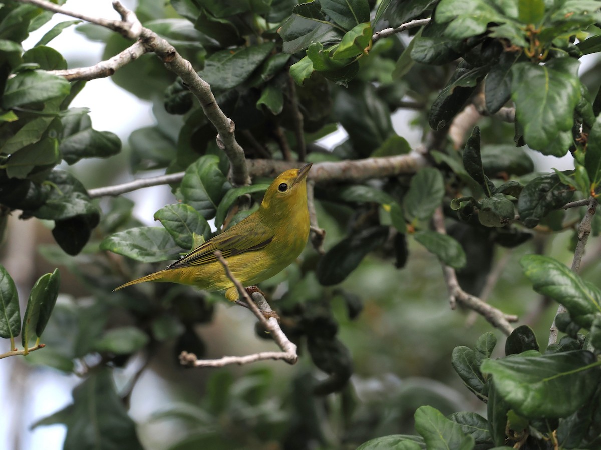 Yellow Warbler - ML641055787