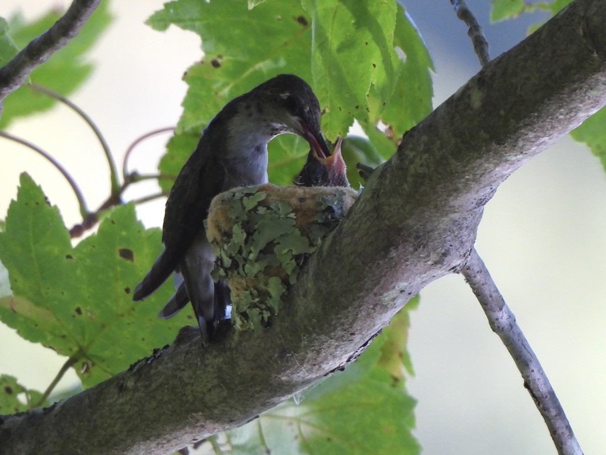 Yakut Boğazlı Kolibri - ML641055790