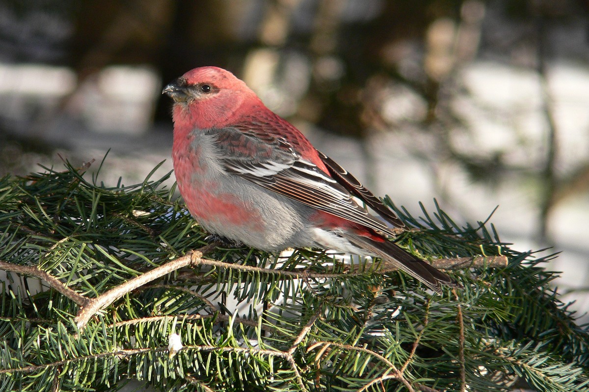Pine Grosbeak - ML641055795