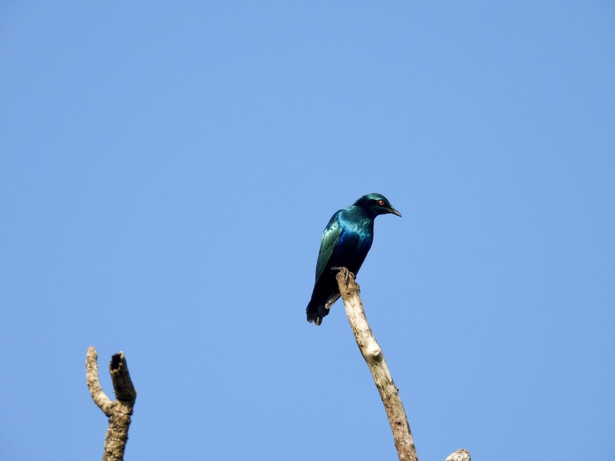 Lesser Blue-eared Starling - ML641055811