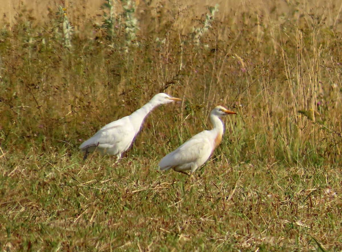 Western Cattle-Egret - ML641055819