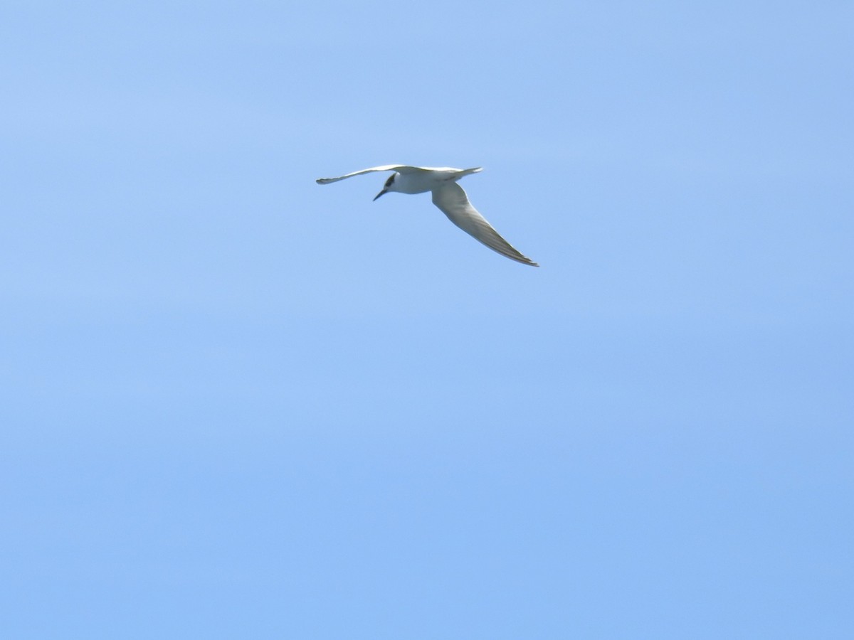 Common Tern (hirundo/tibetana) - ML641055820