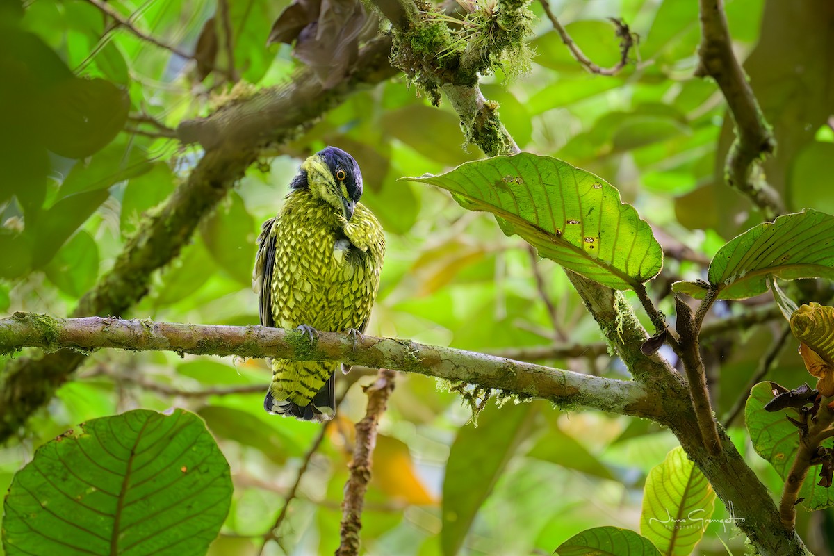 Scaled Fruiteater - ML641055873
