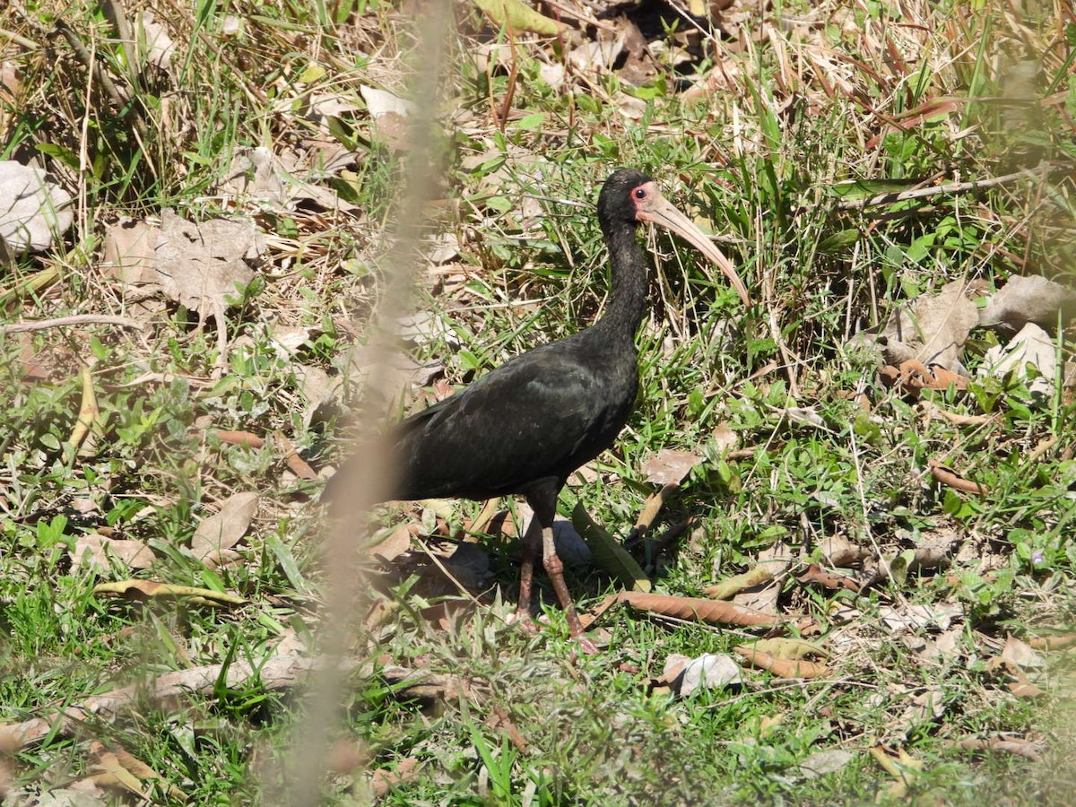 Ibis à face nue - ML641055887