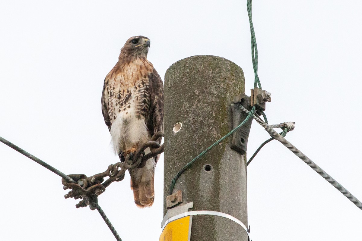 Red-tailed Hawk - ML641055889