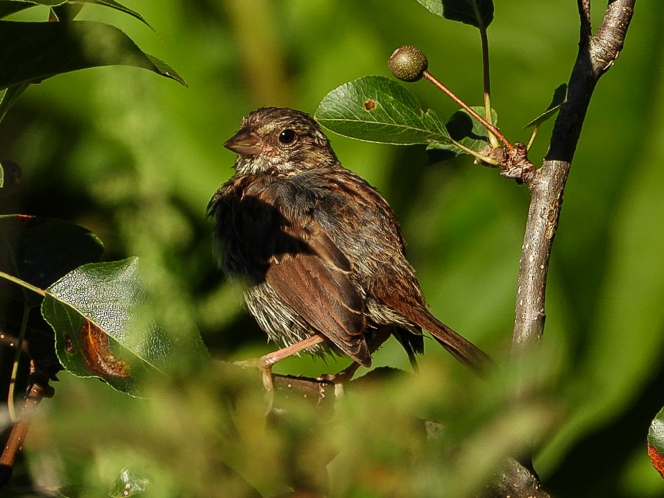Song Sparrow - ML641055890