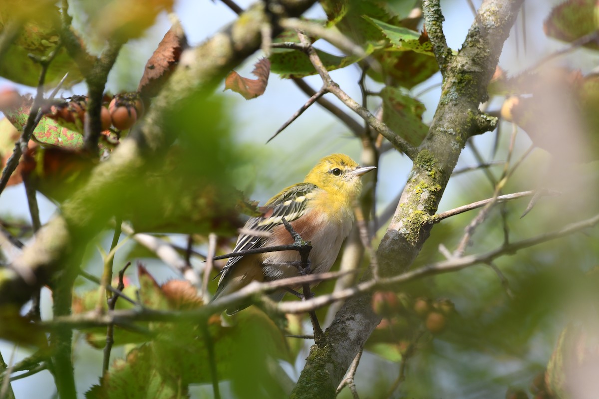 Bay-breasted Warbler - ML641055927