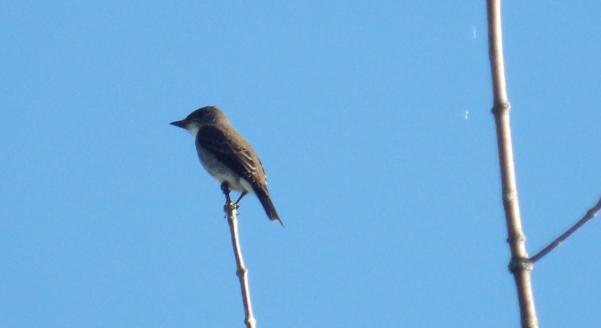 Olive-sided Flycatcher - ML641055938