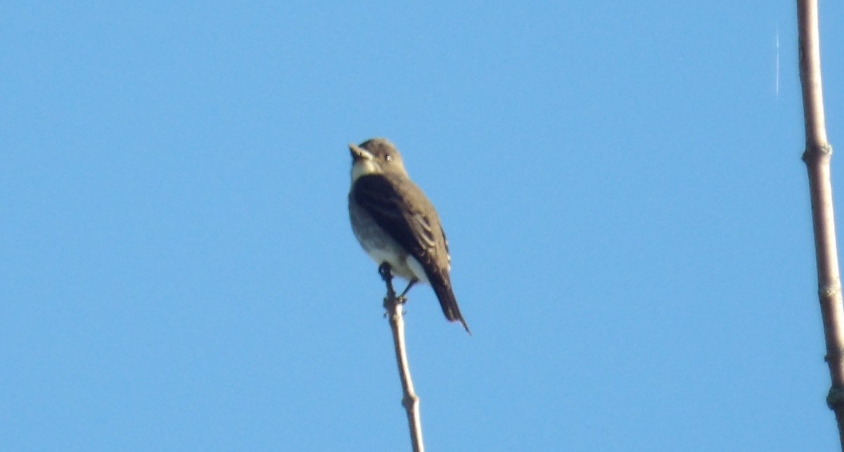 Olive-sided Flycatcher - ML641055939
