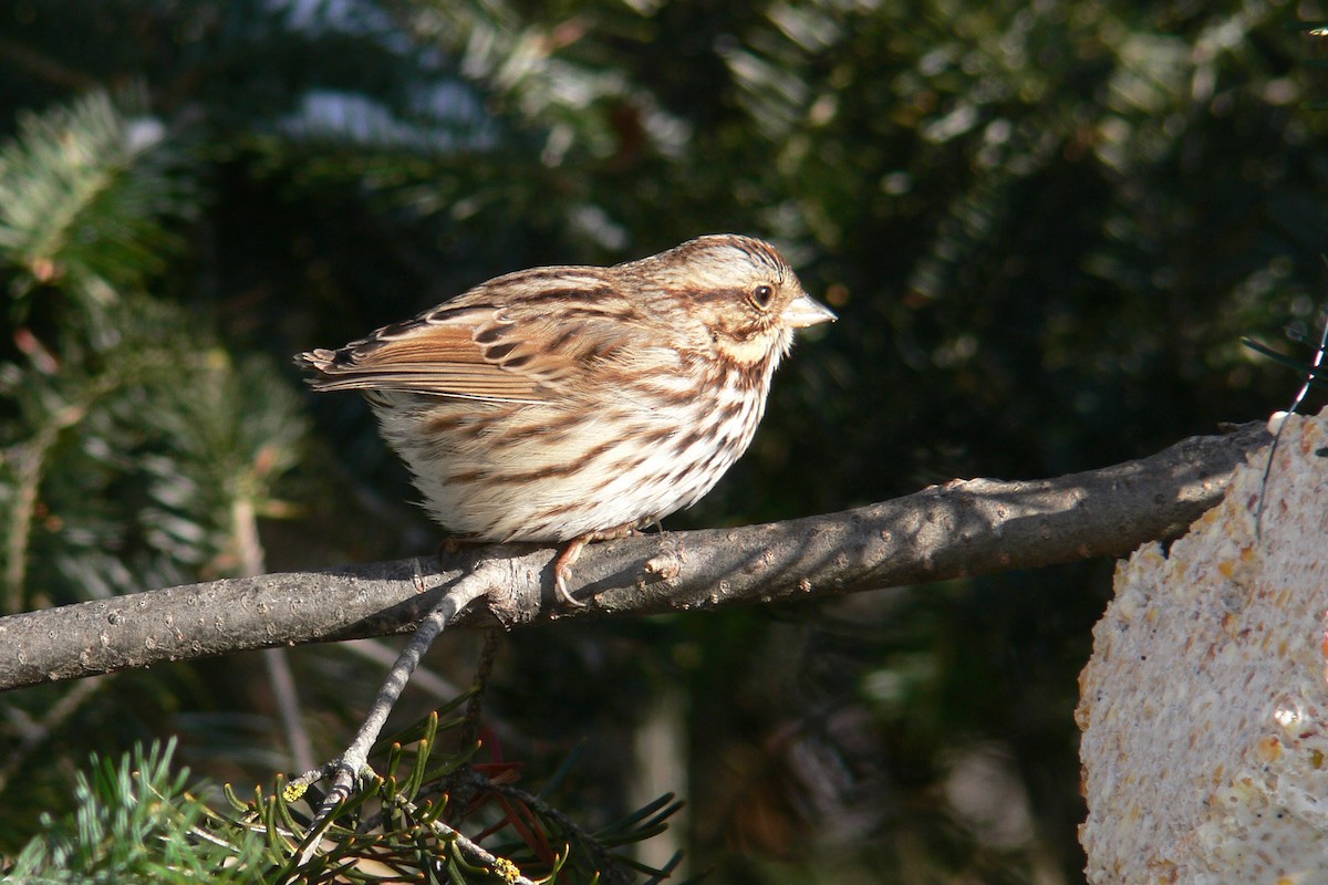 Song Sparrow - ML641055946