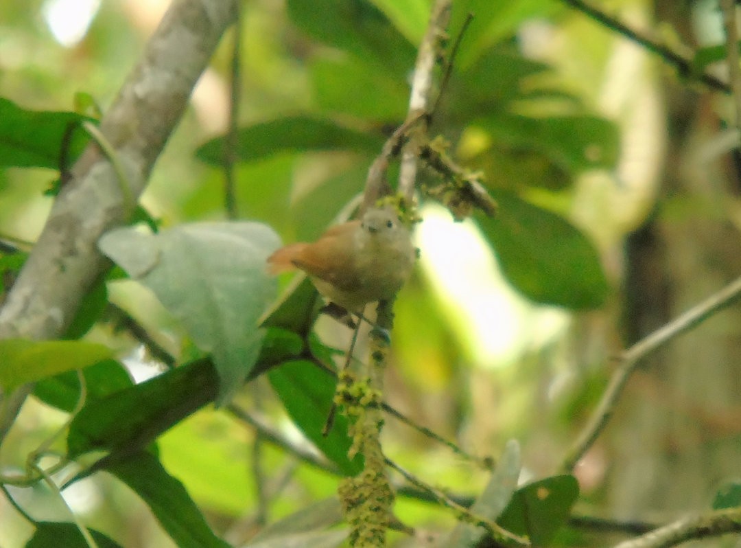 Unicolored Antwren - ML641055954