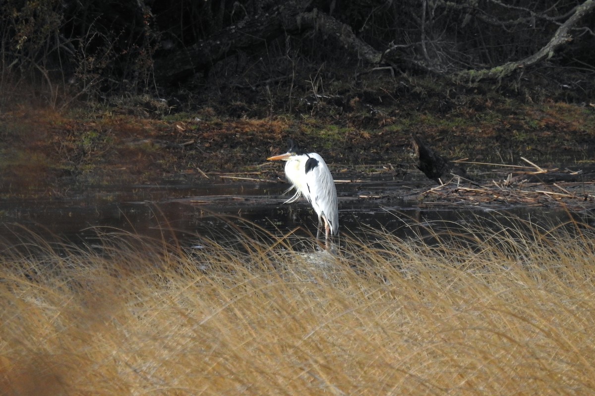 Cocoi Heron - ML641055956