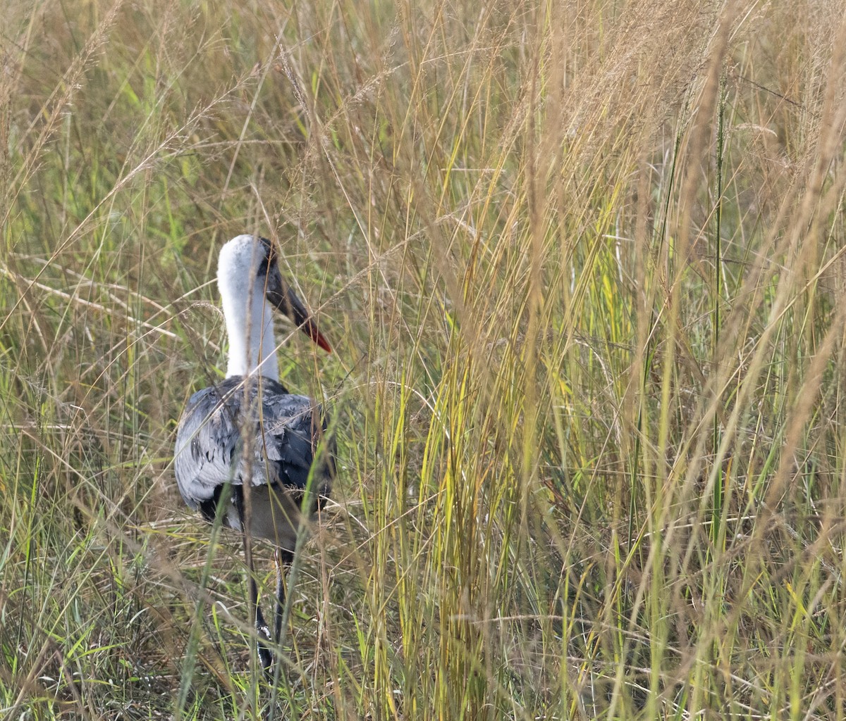 Cigogne à pattes noires - ML641055957