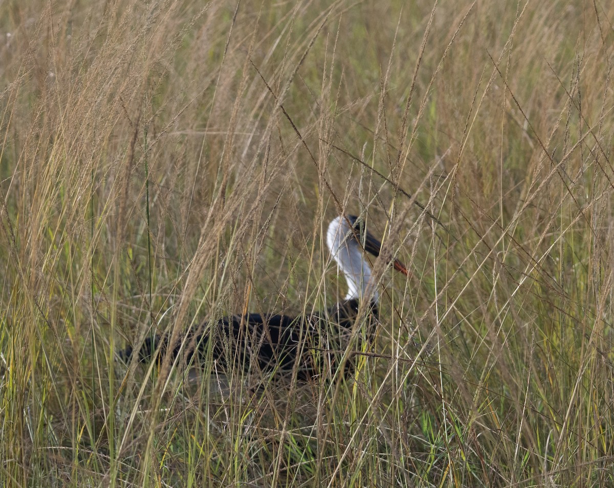 Cigogne à pattes noires - ML641055958