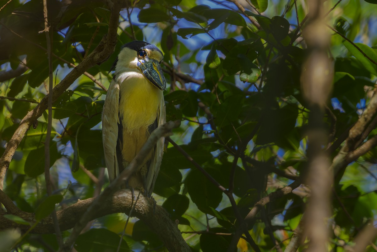 Boat-billed Heron - ML641055959