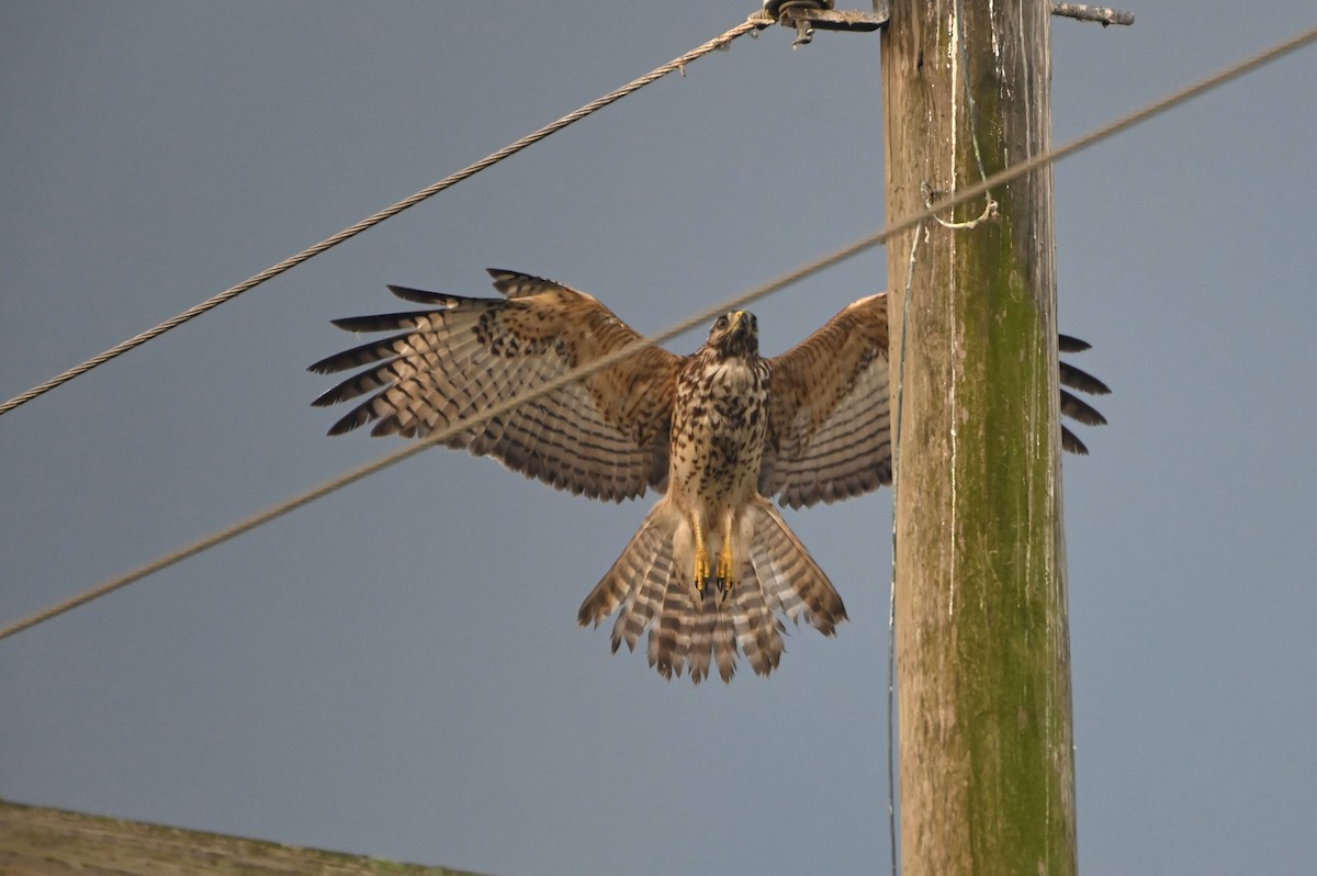 Red-shouldered Hawk - ML641055961
