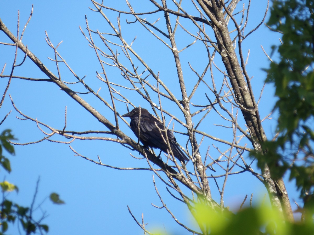 American Crow - ML641055964