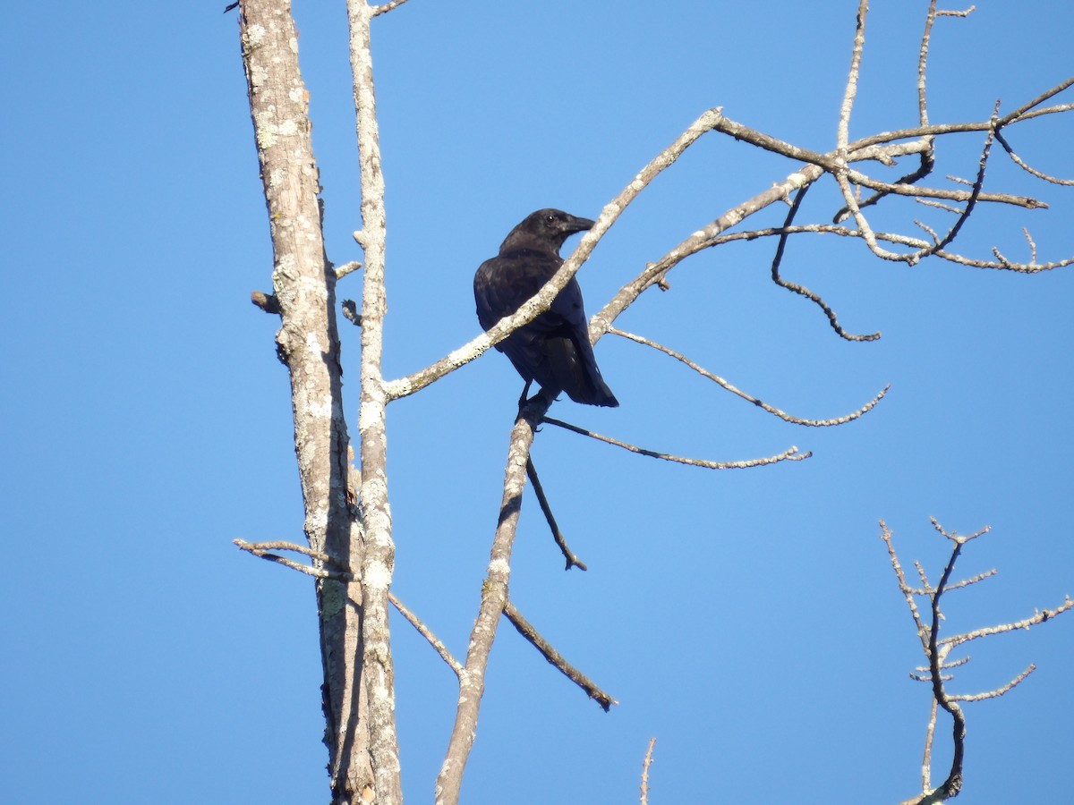American Crow - ML641055965