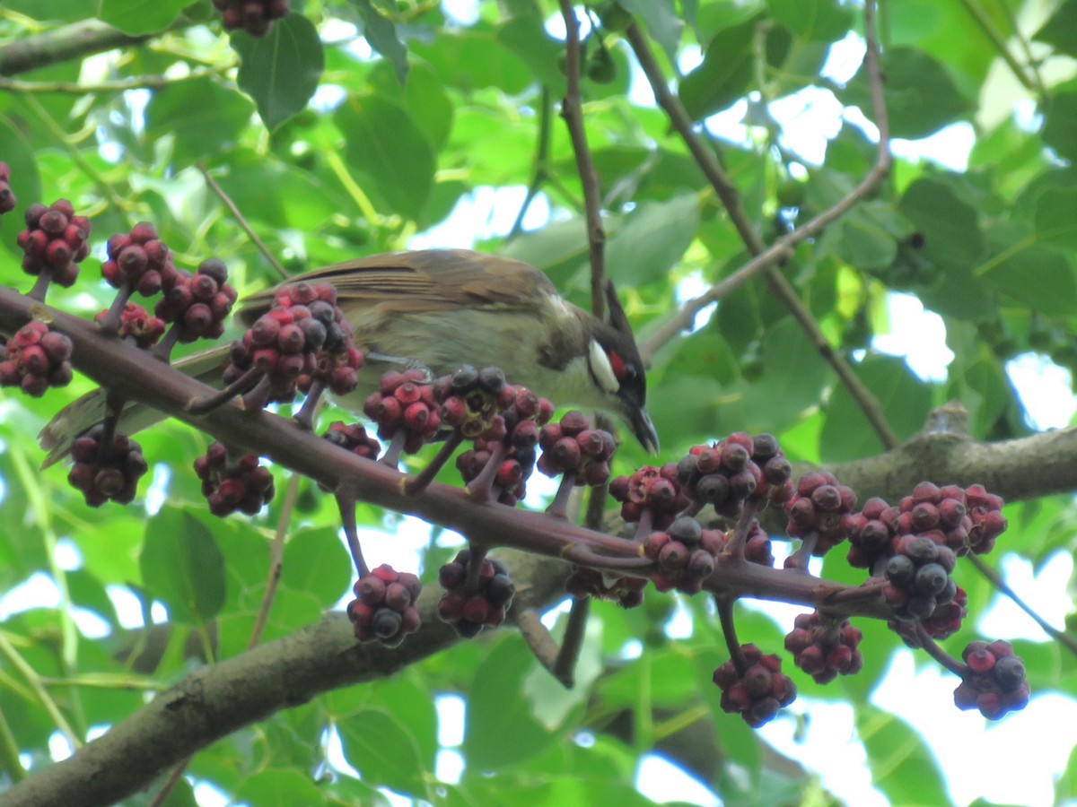 Red-whiskered Bulbul - ML641055966