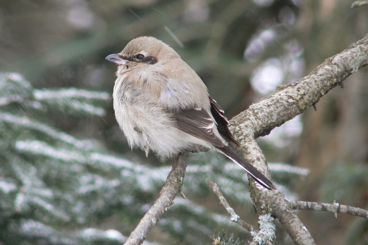 Antzandobi boreala - ML641055967