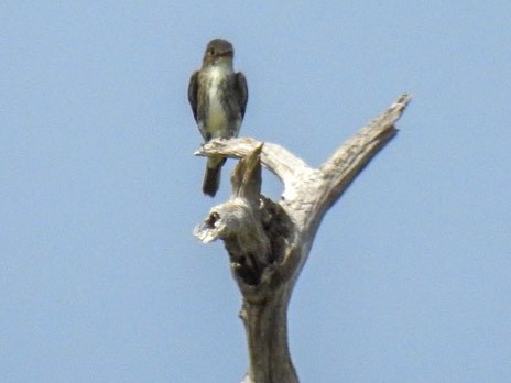 Olive-sided Flycatcher - ML641055979