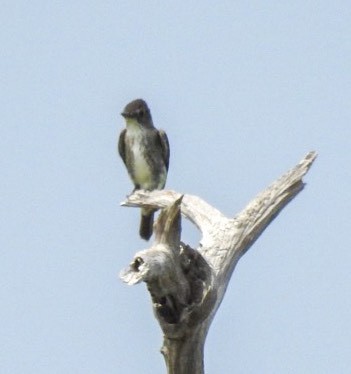 Olive-sided Flycatcher - ML641055984