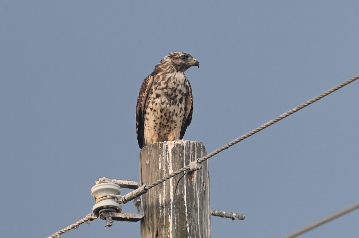 Red-shouldered Hawk - ML641055987