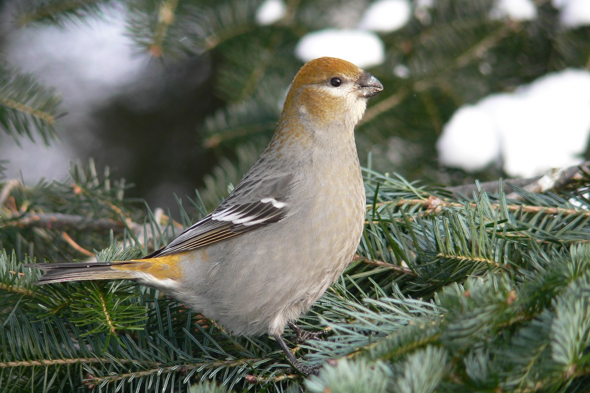 Pine Grosbeak - ML641056000