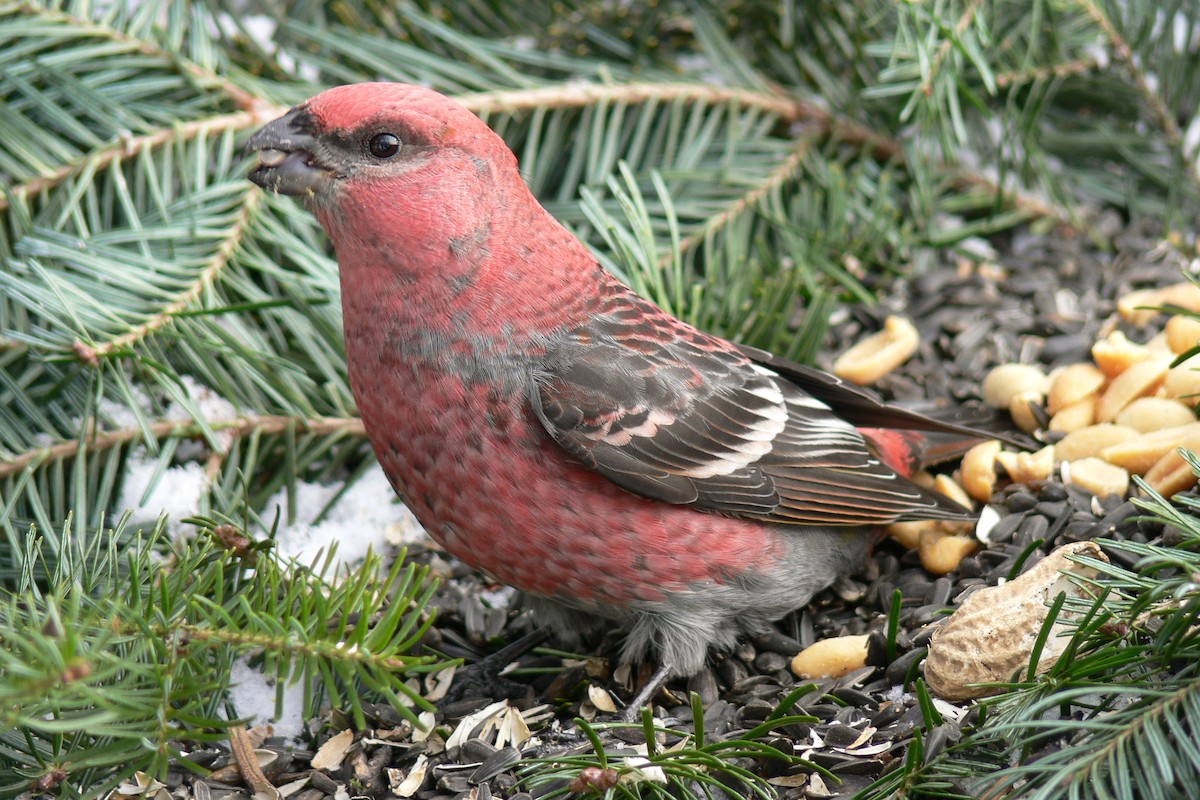 Pine Grosbeak - ML641056036