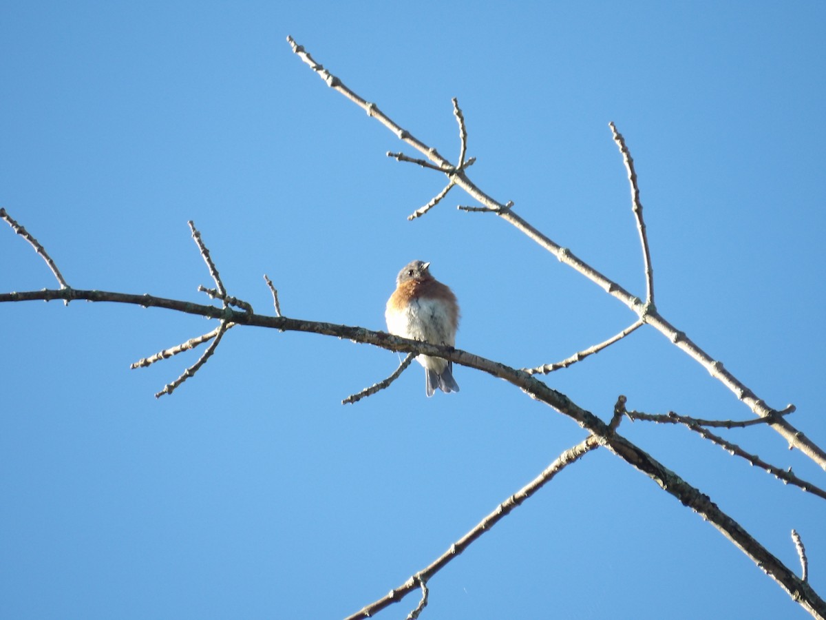 Eastern Bluebird - ML641056042