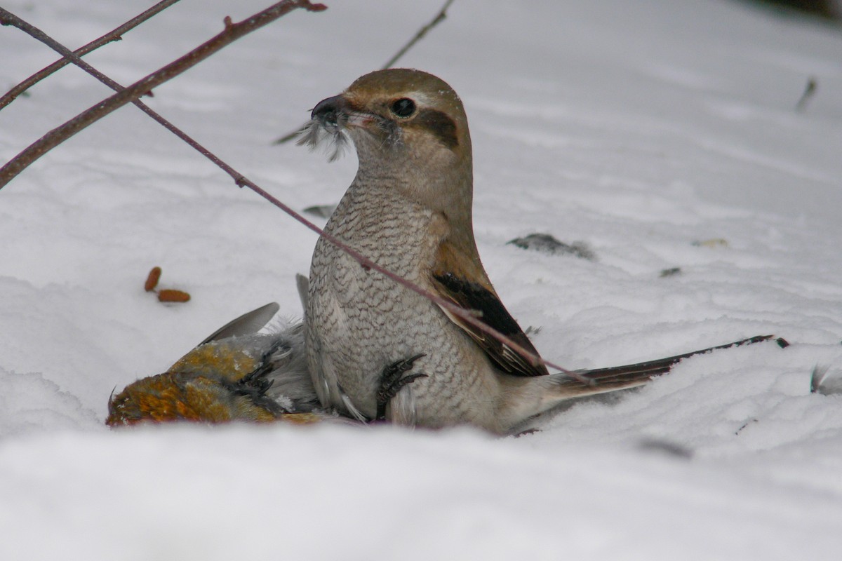 Antzandobi boreala - ML641056055