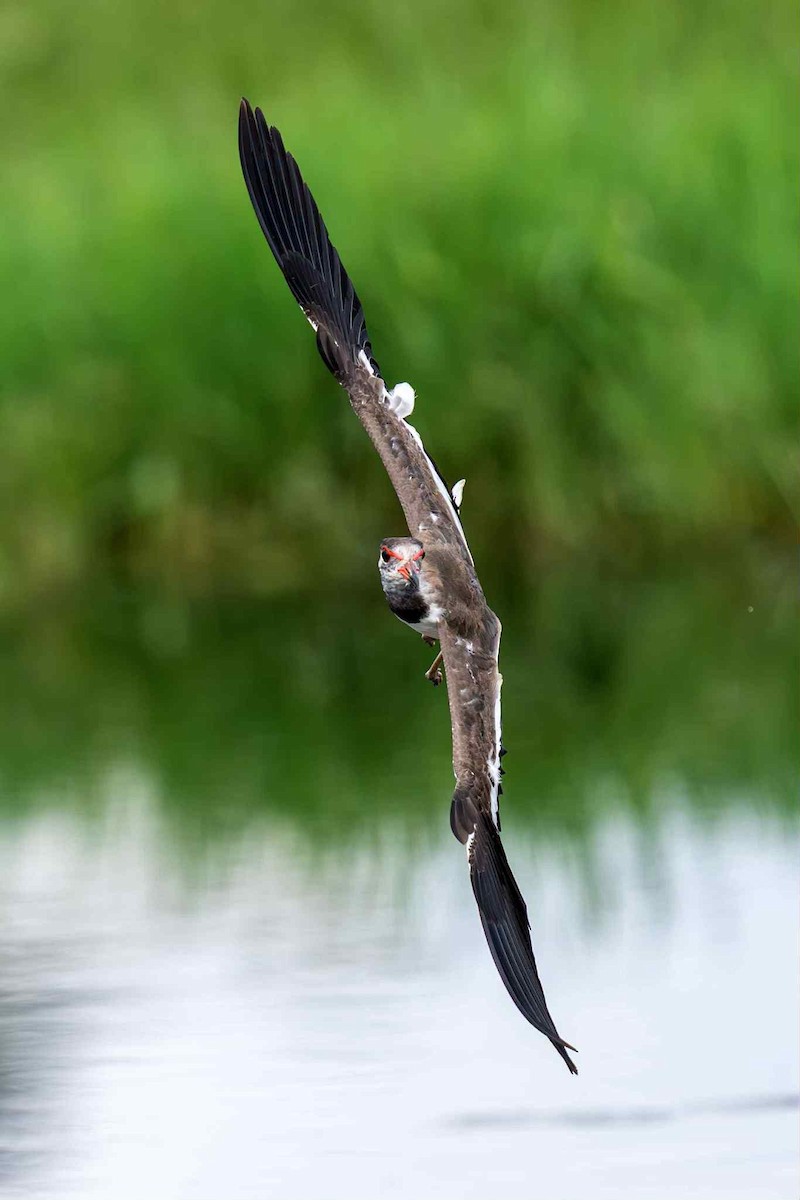 Red-wattled Lapwing - ML641056071