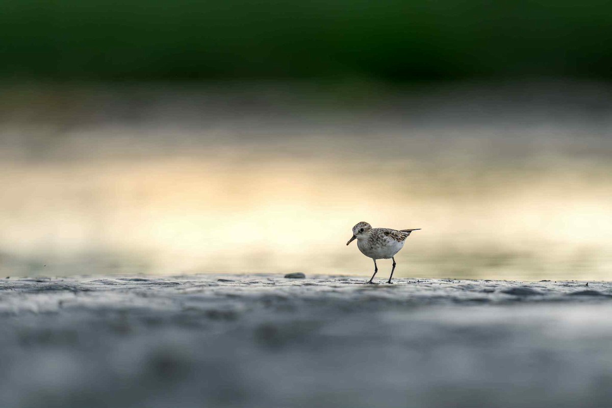 Little Stint - ML641056078