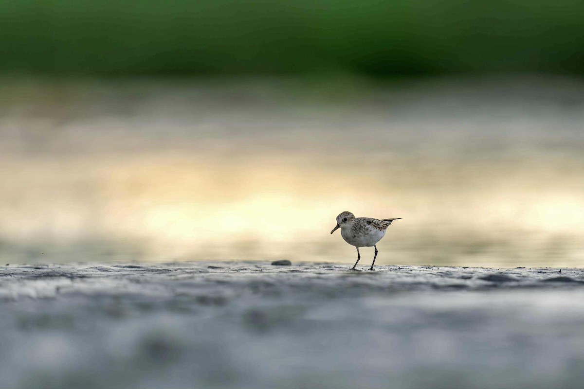 Little Stint - ML641056079